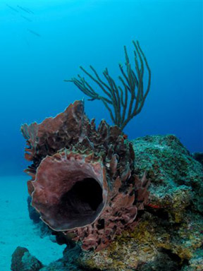 Dive With South Florida Diving Headquarters